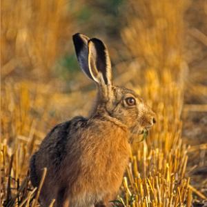 Brown Hare DM1162