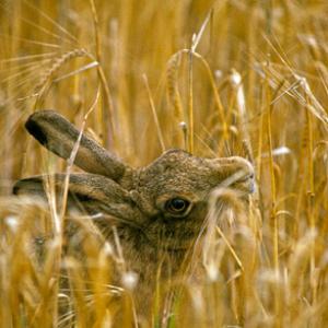 Brown Hare Eating Corn DM1176