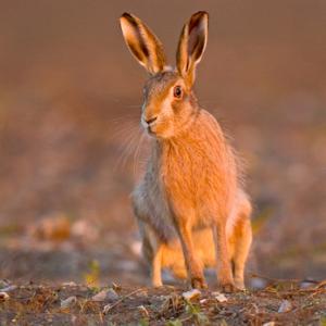 BROWN HARE AT DAWN