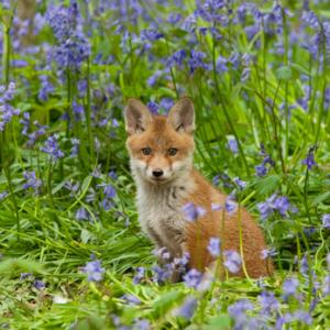 Fox Cub 3 DM0253