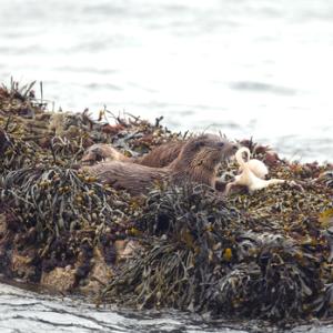   Pair of Otters with a Octopus DM2096