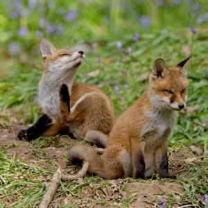 Red Fox Cubs 4 DMO261