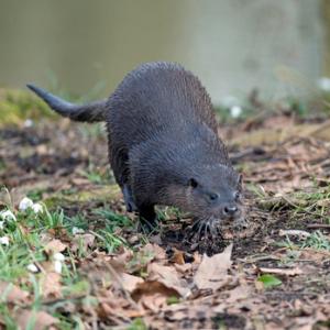 River Otter DM1522