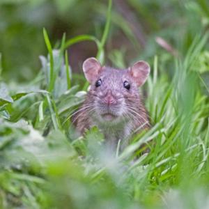 Brown Rat 4 DM0366