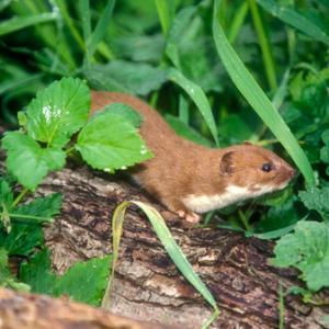 Weasel 2 DM0360