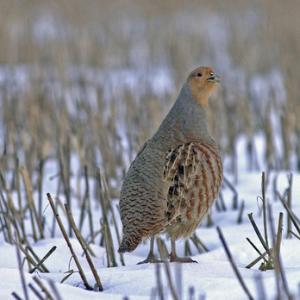 Grey Partridge  DM0490