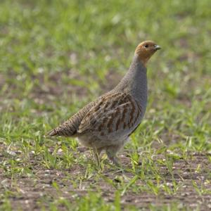 Grey Partridge  DM0517