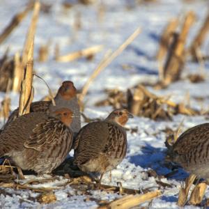 Grey Partridge  In The Snow DM0561