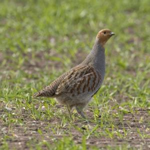 Grey Partridge 2