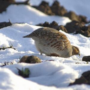 Grey Partridge DM0498