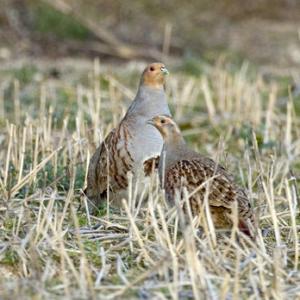 Pair Grey Partridges DM0526