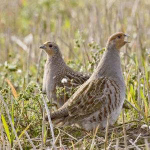 Pair of Grey Partridge 2 DM0190