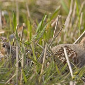 Pair of Grey Partridge DM0492