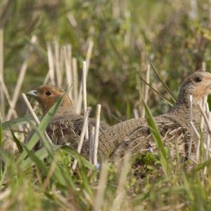 Pair of Grey Partridge DM0499