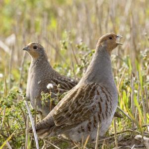 Pair of Grey Partridge DM0548