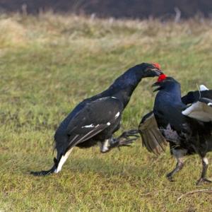 Pair Black Grouse Fighting DM1020