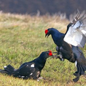 Pair Black Grouse Fighting DM1022