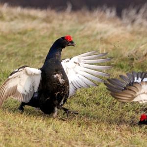 Pair Black Grouse Fighting DM1023