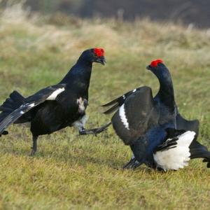 Pair Black Grouse Fighting DM1024