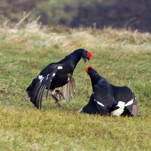 Pair Black Grouse Fighting DM1025