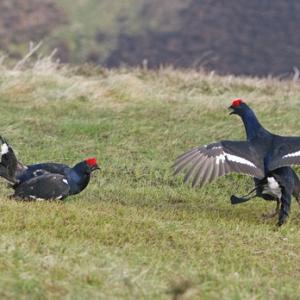 Pair Black Grouse Fighting DM1026