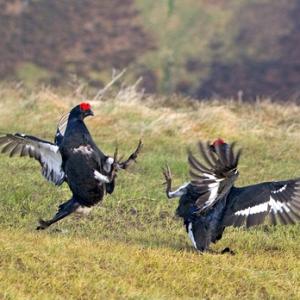 Pair Black Grouse Fighting DM1027
