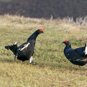 Pair Black Grouse Fighting DM1029