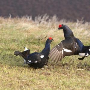 Pair Black Grouse Fighting DM1030
