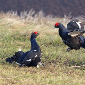 Pair Black Grouse Fighting DM1031