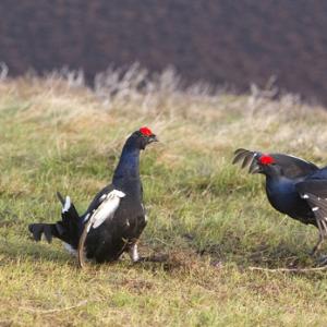 Pair Black Grouse Fighting DM1032