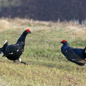 Pair Black Grouse Fighting DM1033
