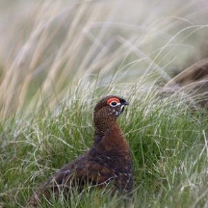 Red Grouse DM0556