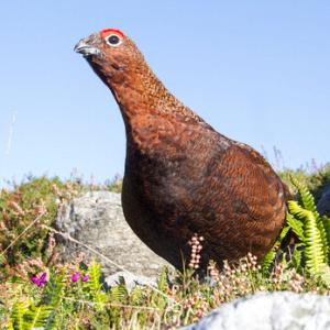 Red Grouse DM1605
