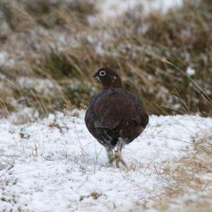 Red Grouse DM1627