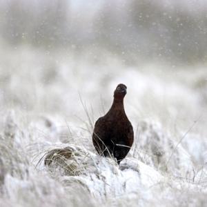 Red Grouse in the Snow