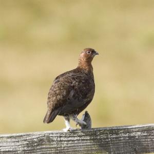 Red Grouse on Fence