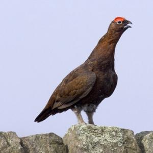 Red Grouse on a Wall DM0198