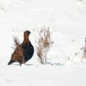 Red Grouse in the Snow  DM2075