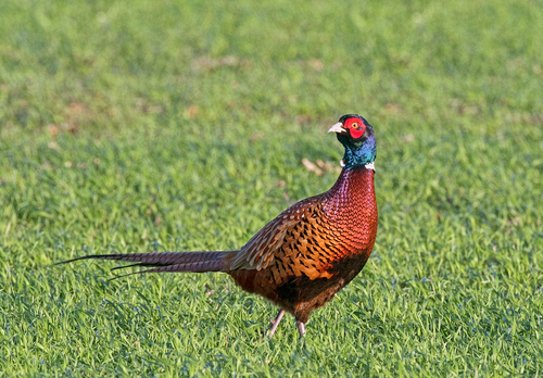 Game Birds