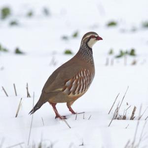 Red-legged Partridge DN1417