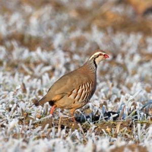Red-legged Partridge in  the Frost