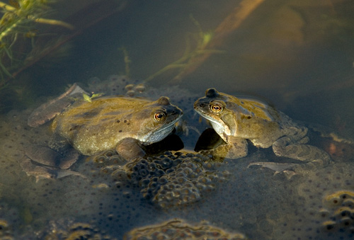 Other-British-Wildlife