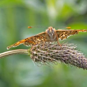 Butterflies And Moths
