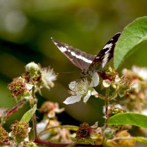 White Admiral DM1240