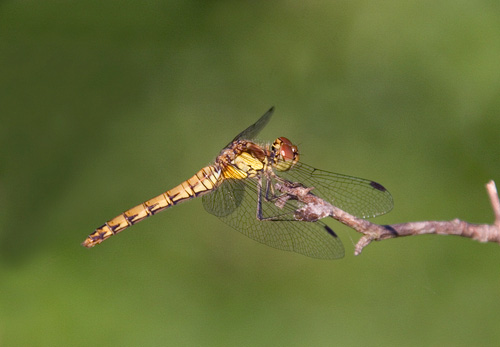 Damselflies And Dragonflies